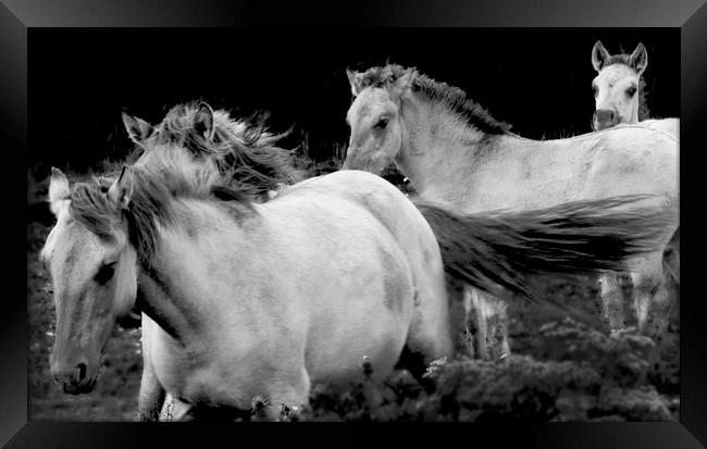 KoniK Horses at Minsmere Framed Print by Darren Burroughs