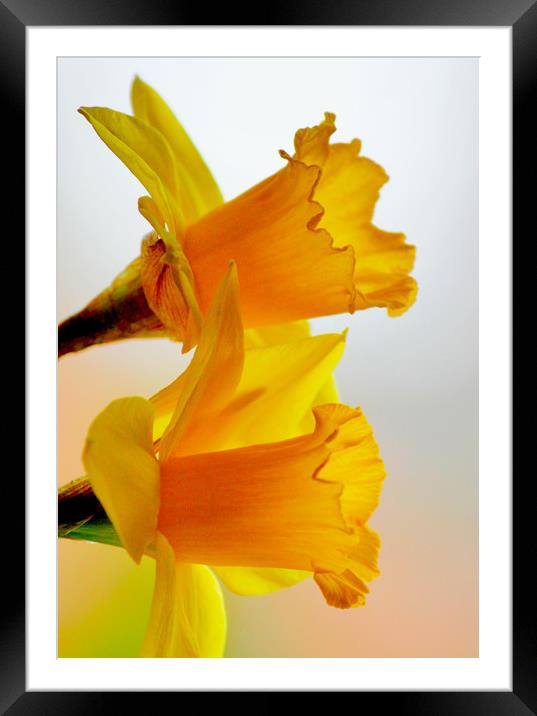 Dreamy Daffodils Framed Mounted Print by Darren Burroughs