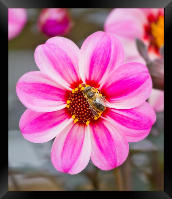 Bees On Dahlia Framed Print by Darren Burroughs