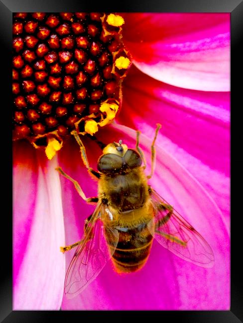 Bee On Dahlia Framed Print by Darren Burroughs