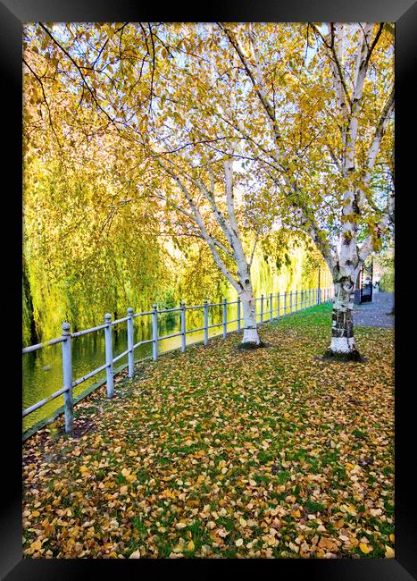 Silver Birch on Norwich Riverside Framed Print by Darren Burroughs