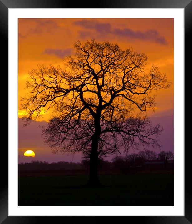 Sunrise Winter Tree. Framed Mounted Print by Darren Burroughs