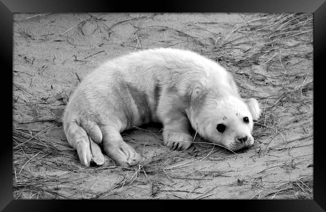 Seal Pup Framed Print by Darren Burroughs