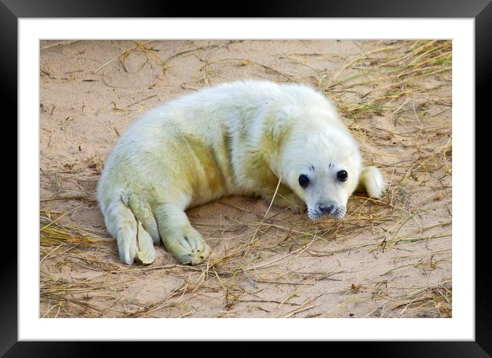 New born Norfolk Seal Pup Framed Mounted Print by Darren Burroughs