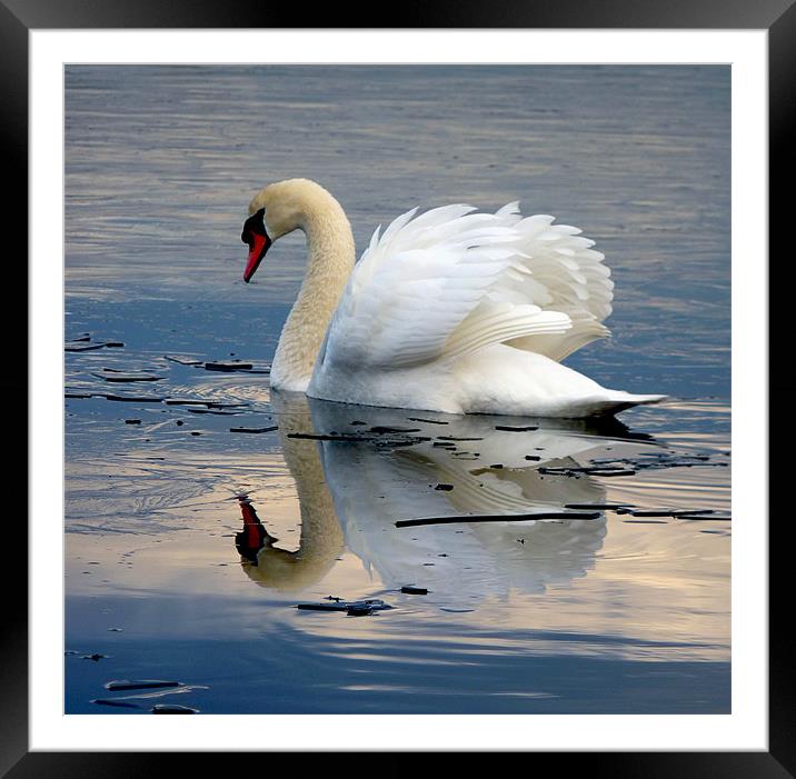 Swan on Ice Framed Mounted Print by Darren Burroughs