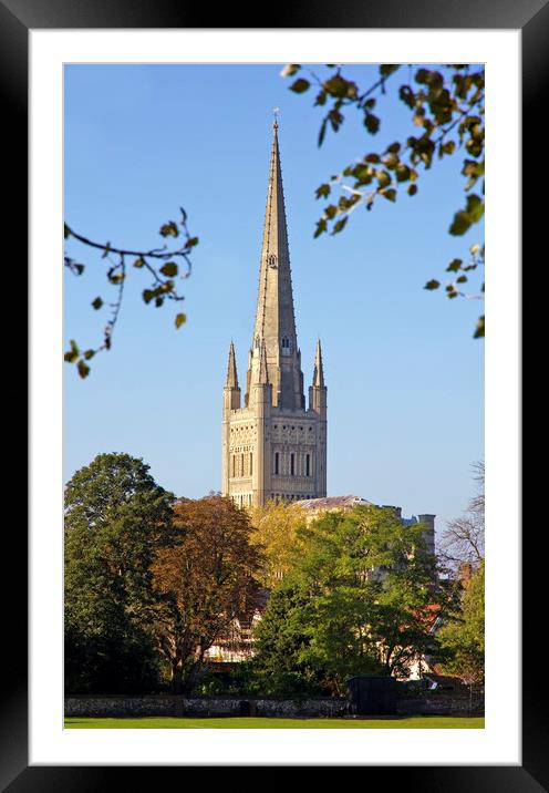 Norwich Cathedral Framed Mounted Print by Darren Burroughs