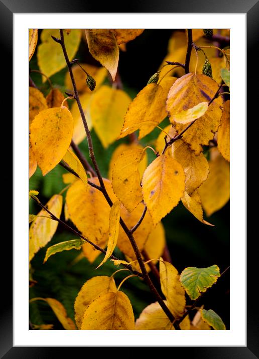 Autumn Leaves Framed Mounted Print by Darren Burroughs