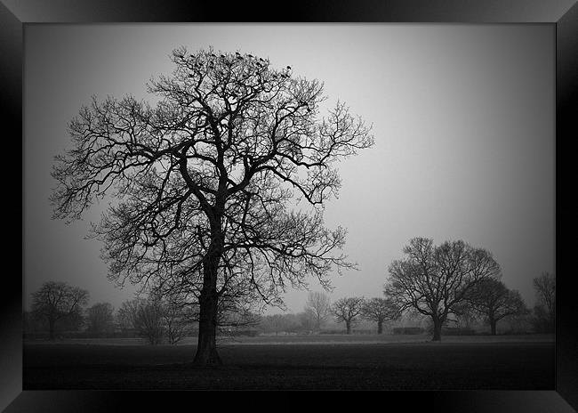 Winter Trees Framed Print by Darren Burroughs