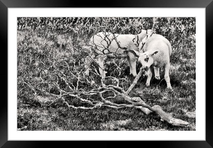 Sheep in Monotone. Framed Mounted Print by Darren Burroughs
