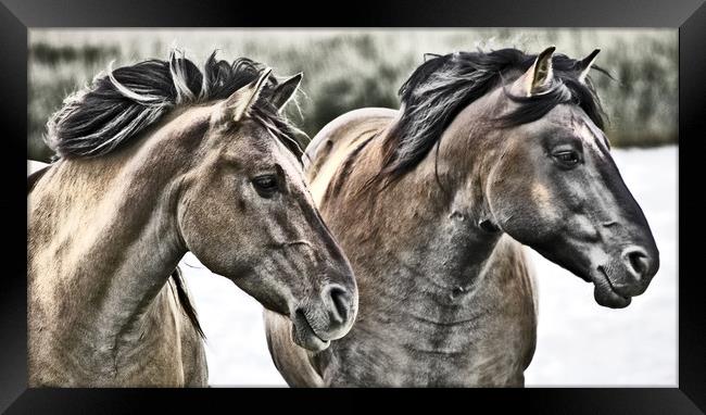 Konik Horses. Framed Print by Darren Burroughs