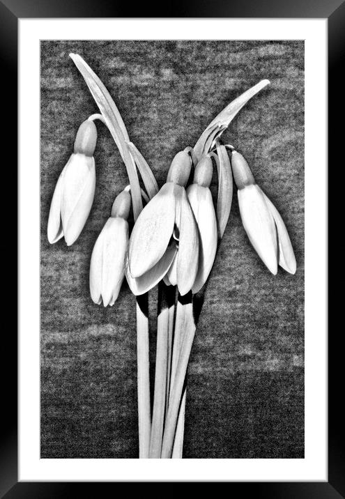 Snowdrops. Framed Mounted Print by Darren Burroughs