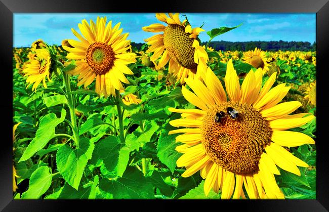 Bees on Sunflower Framed Print by Darren Burroughs
