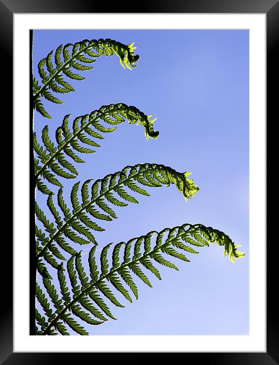 Dicksonia Antarctica, Tree Fern. Framed Mounted Print by Darren Burroughs