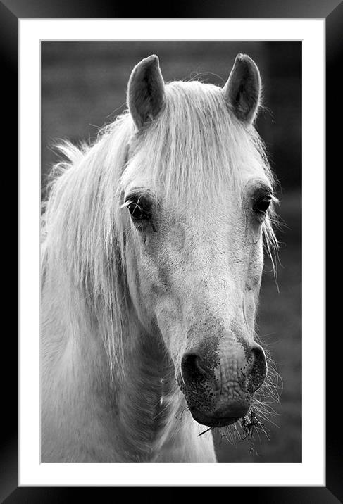 Redwings. Horse In Monotone Framed Mounted Print by Darren Burroughs