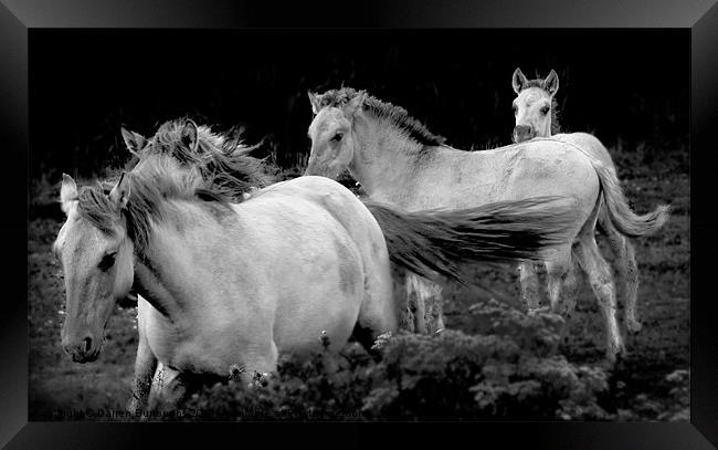 Polish Konik Horses Framed Print by Darren Burroughs