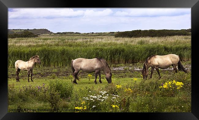 Polish Konik Horses Minsmere Suffolk. Framed Print by Darren Burroughs