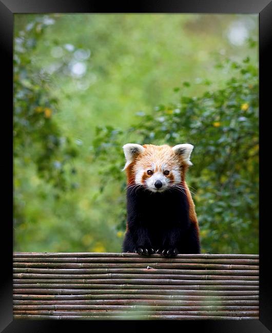 Red Panda Framed Print by David Maclennan