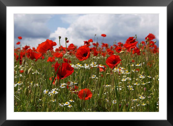 Poppies Framed Mounted Print by Emma Kenmore