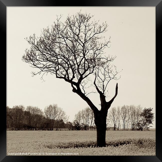 Naked and Vulnerable Leafless Tree Framed Print by Mark Purches