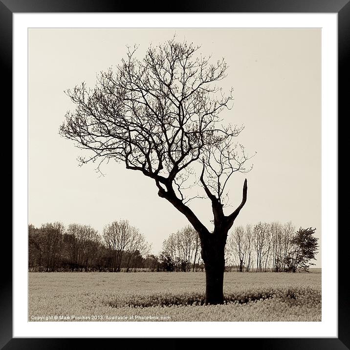 Naked and Vulnerable Leafless Tree Framed Mounted Print by Mark Purches