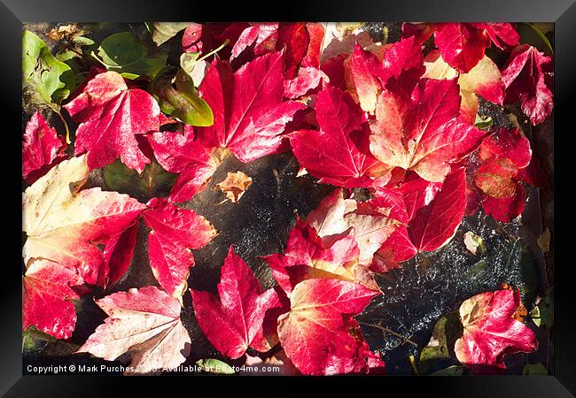 Vivid Red Autumn Leaves Scattered on Ice Framed Print by Mark Purches