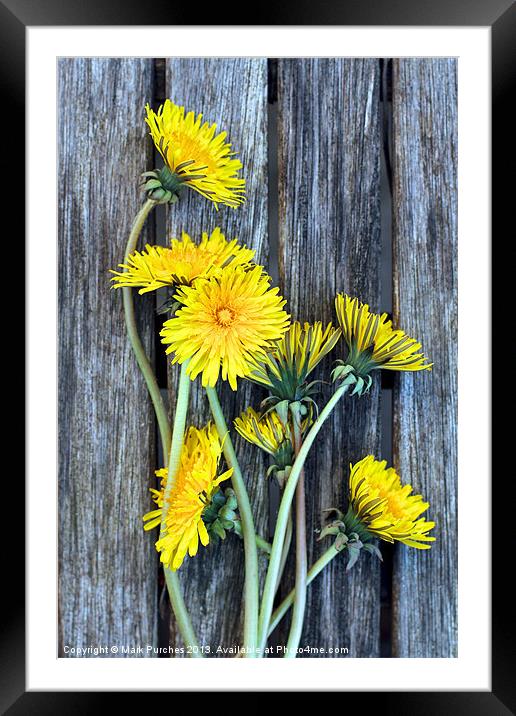 Dandelion Wild Flowers on Old Wood Framed Mounted Print by Mark Purches
