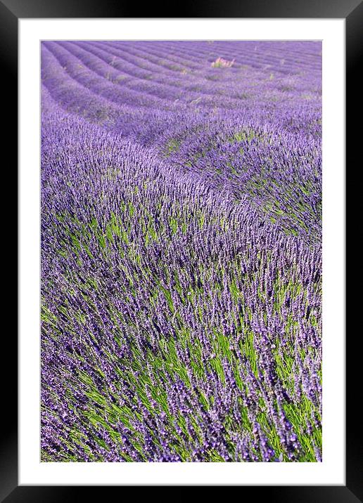 Lilac Lavendar Field Cotswolds Framed Mounted Print by Mark Purches