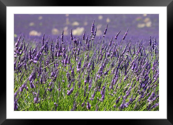 Lavender Flowers Spring Summer Countryside Framed Mounted Print by Mark Purches