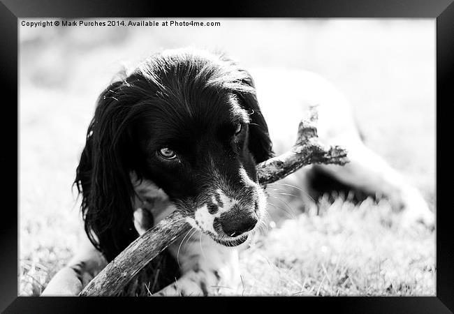 Fun with Pet Springer Spaniel Framed Print by Mark Purches