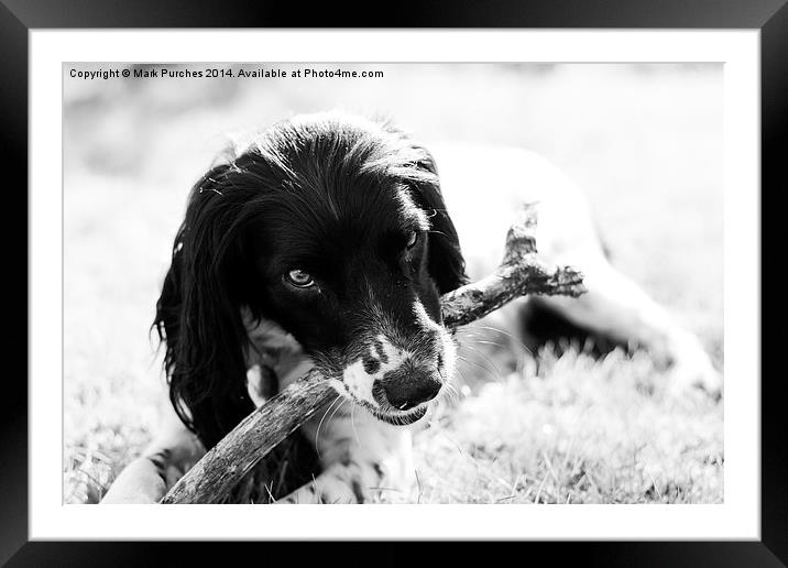 Fun with Pet Springer Spaniel Framed Mounted Print by Mark Purches