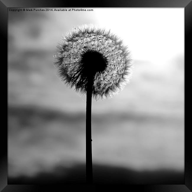 Autumn Dandelion Seed Head Framed Print by Mark Purches