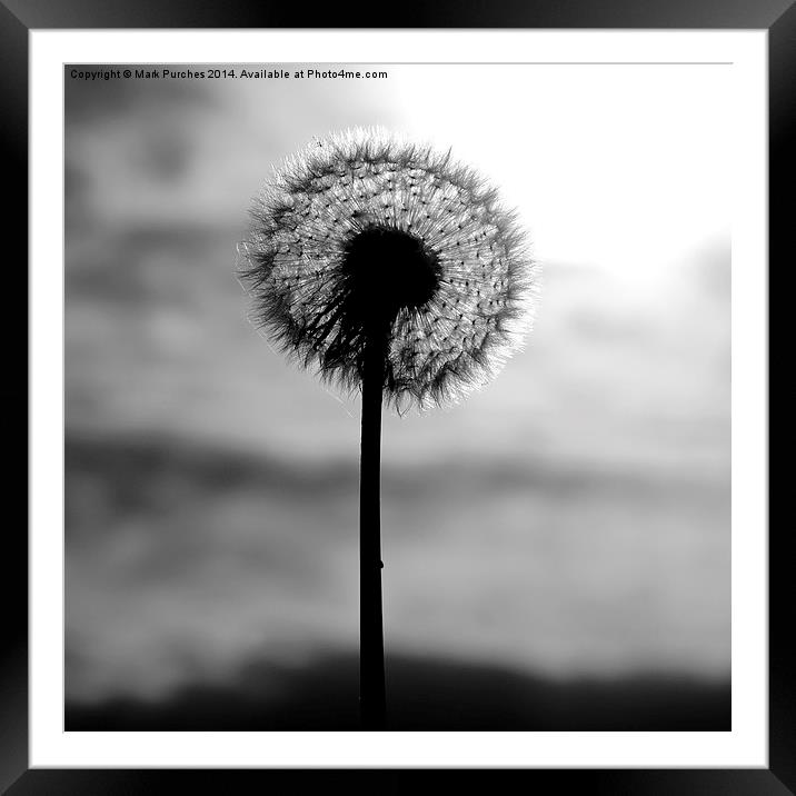 Autumn Dandelion Seed Head Framed Mounted Print by Mark Purches