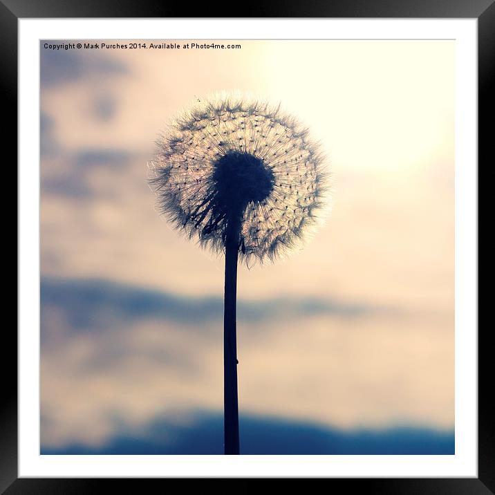 Autumn Dandelion Seed Head Framed Mounted Print by Mark Purches