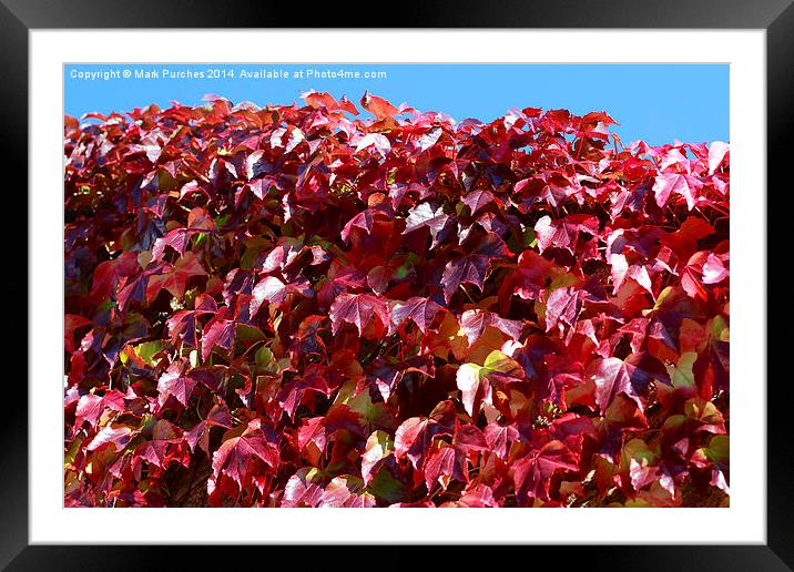 Autumn Red Ivy Leaves Framed Mounted Print by Mark Purches