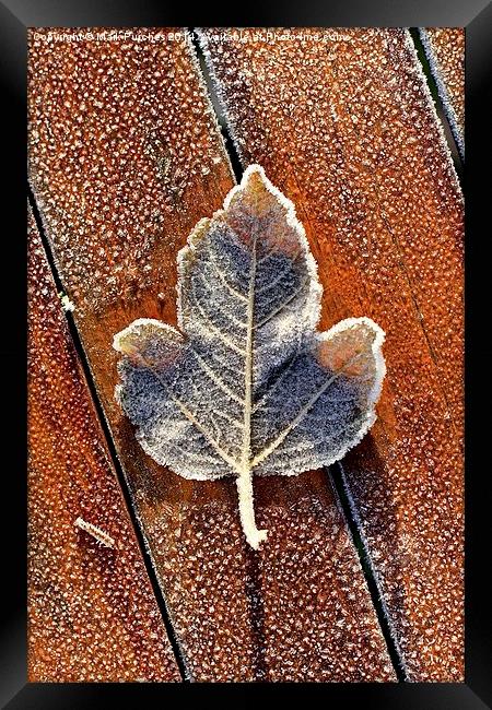 Frosty Leaf on Wooden Table Framed Print by Mark Purches