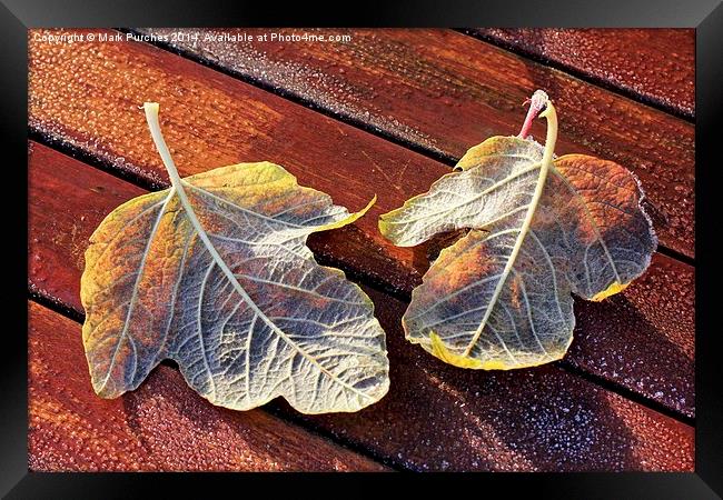 Two Frosty Leaves on Red Wooden Table in Sun Framed Print by Mark Purches