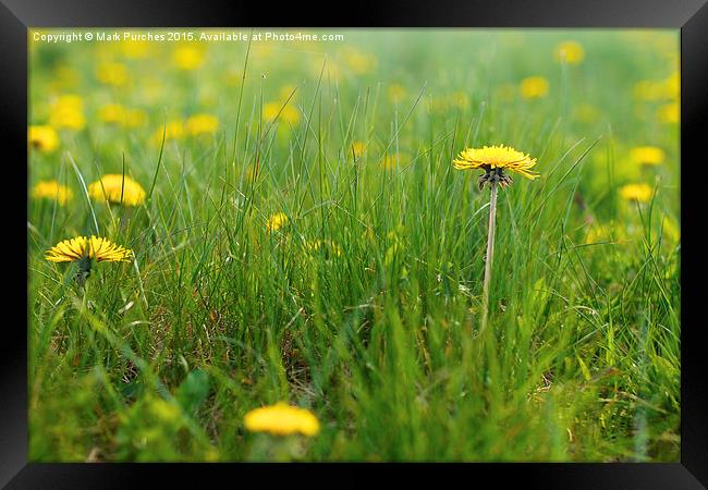 Natural Dandelions in Spring Framed Print by Mark Purches