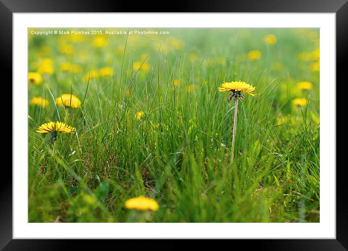Natural Dandelions in Spring Framed Mounted Print by Mark Purches