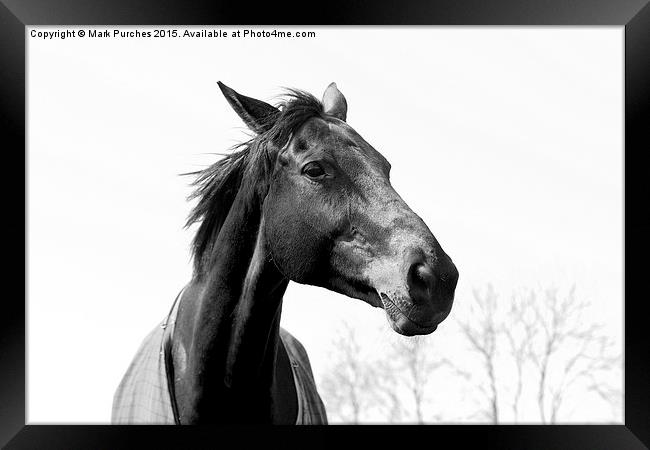 Black White Elegant Horse Head Landscape Framed Print by Mark Purches