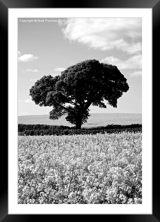 Black White Tree in Rapeseed Fields Framed Mounted Print by Mark Purches