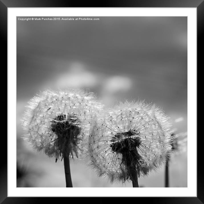 Two Black White Dandelion Blow Balls Framed Mounted Print by Mark Purches
