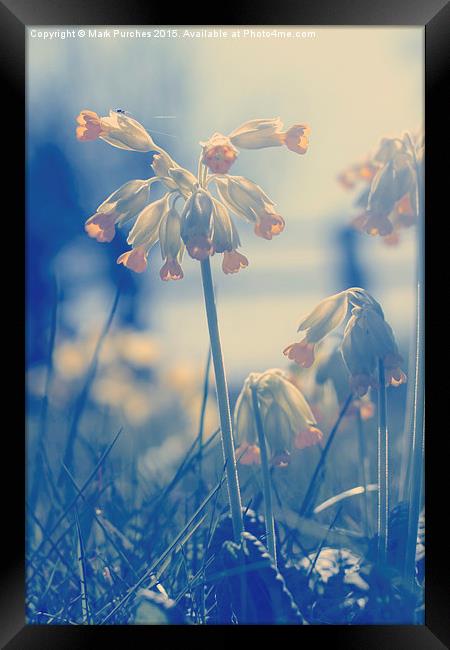 Cowslip Flowers and Spider in Spring Framed Print by Mark Purches
