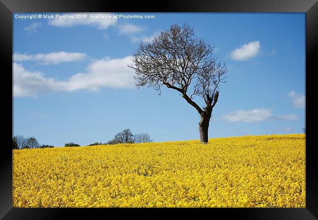Unique Tree Alone in Yellow Rapeseed Fields Framed Print by Mark Purches