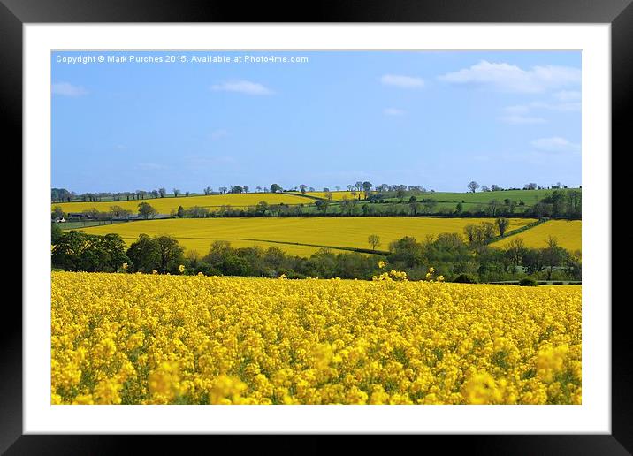 Canola Rape Seed Fields Framed Mounted Print by Mark Purches