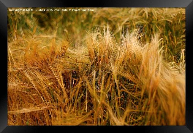 Soft Warm Wheat Barley Crop Plant Texture Framed Print by Mark Purches