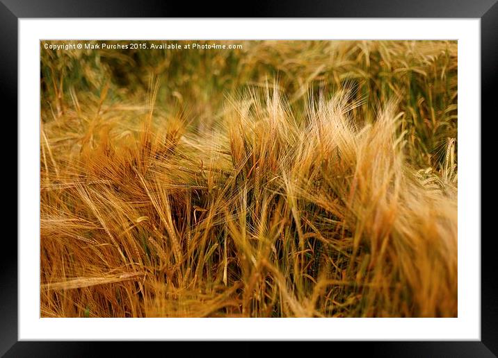 Soft Warm Wheat Barley Crop Plant Texture Framed Mounted Print by Mark Purches
