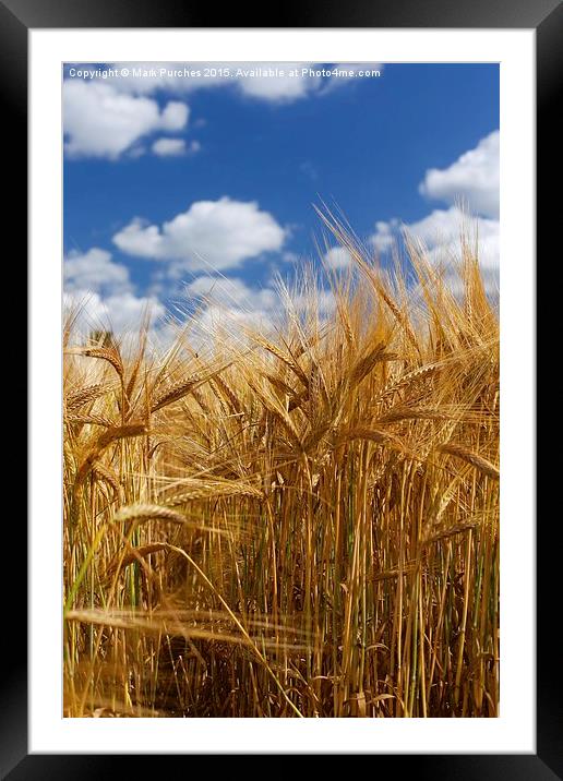 Tall Wheat Barley Crop Plants with Blue Sky Framed Mounted Print by Mark Purches