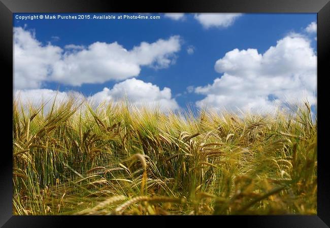 Tall Wheat Barley Crop Plants with Blue Sky Framed Print by Mark Purches