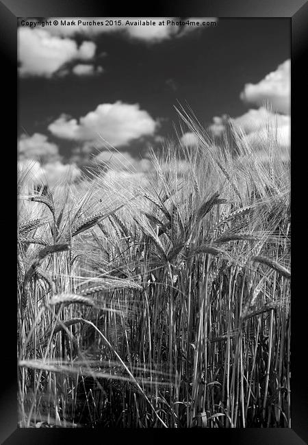 Tall Barley Crop Plant Detail Black White Framed Print by Mark Purches