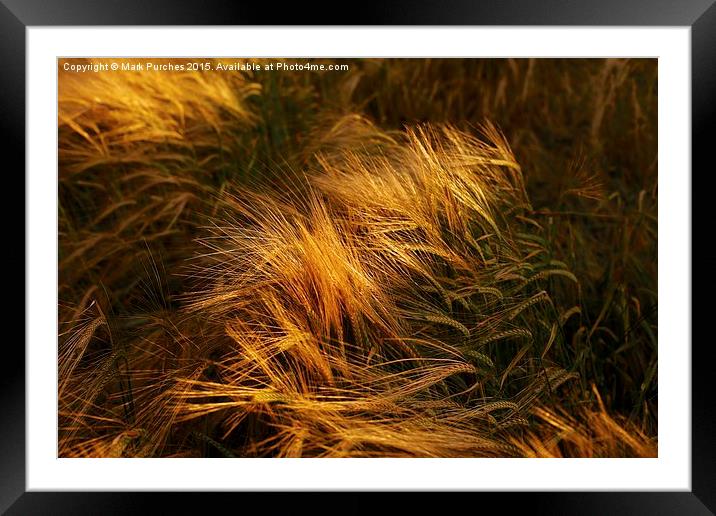 Soft Warm Barley Crop Plant Detail Framed Mounted Print by Mark Purches